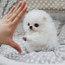 Adorable purebred Pomeranian puppies.