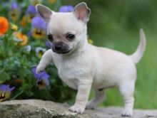 Cute and adorable Chihuahua puppies.