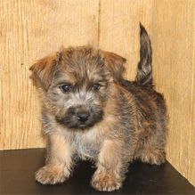 Quality, registered carin Terrier puppies