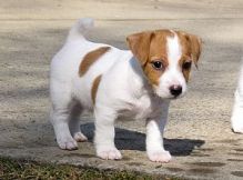 Two Jack Rusell puppies, Male and Female.