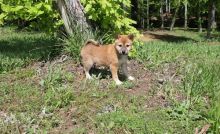 Lovely Shiba Inu Puppies