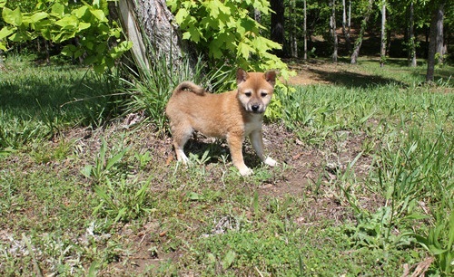Lovely Shiba Inu Puppies Image eClassifieds4u