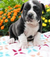 olde English bulldogges puppies available Image eClassifieds4u 1