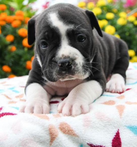 olde English bulldogges puppies Image eClassifieds4u