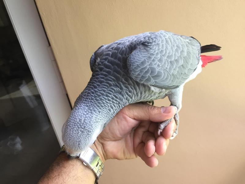 Top quality African Grey parrot Image eClassifieds4u