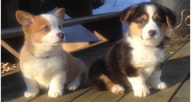 Pembroke Welsh Corgi puppies Rehoming Image eClassifieds4u