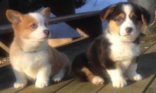 Pembroke Welsh Corgi Puppies Available