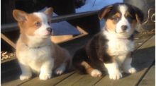 Pembroke Welsh Corgi Puppies Available
