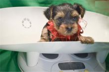 Yorkshire Terrier Puppies - FREE to good homes