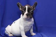 2 French Bulldogs puppies. Image eClassifieds4U