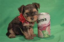 Yorkshire Terrier Puppies - FREE to good homes Image eClassifieds4u 3
