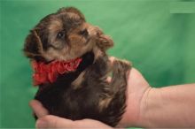 Yorkshire Terrier Puppies - FREE to good homes Image eClassifieds4u 2