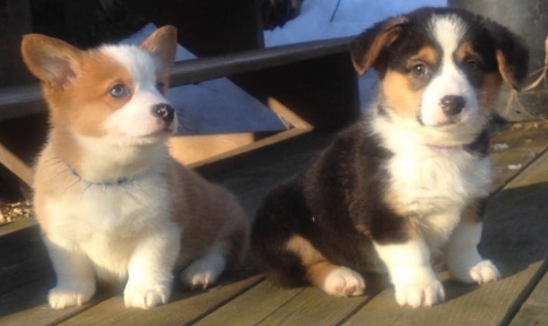 Pembroke Welsh Corgi Puppies Available Image eClassifieds4u
