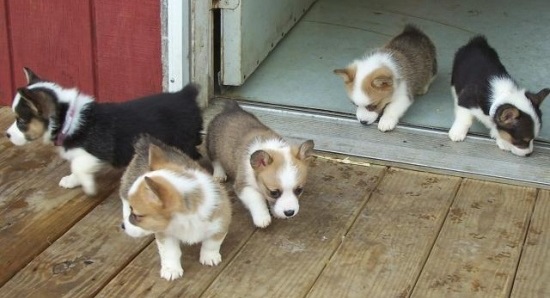 Playful Pembroke Welsh Corgi pups Available Image eClassifieds4u
