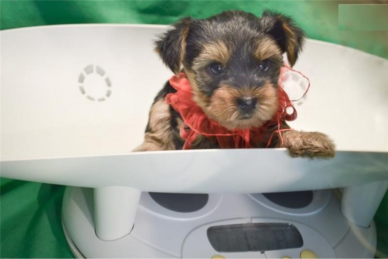 Yorkshire Terrier Puppies - FREE to good homes Image eClassifieds4u