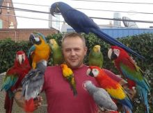 Blue & Gold/Hyacinth macaw/African grey & atoo parrots ready