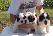 Cute Saint Bernard Puppies for re-homing