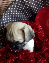 Healthy Male And Female Pug Puppies For Adoption