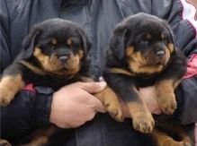 Rottweiler Puppies Available