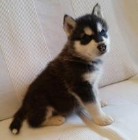 stunning Alaskan malamute puppies for adoption