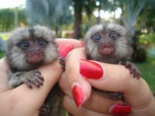 Well Trained Marmoset and Capuchin Monkeys ready