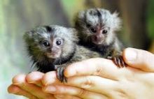 Well Trained Marmoset and Capuchin Monkeys ready Image eClassifieds4u 1