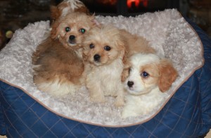 Beautifull Cavachon Puppies text 410 449 0527 Image eClassifieds4u