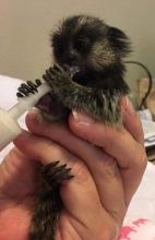 Adorable Marmoset Monkeys text 832 510 0096