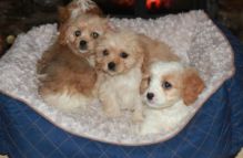 Beautifull Cavachon Puppies text 410 449 0527