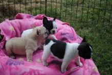 French Bulldog Puppies For Adoption text 410 449 0527