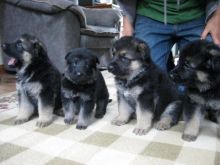 German Shepherd Puppies for Sale text 410 449 0527