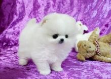 Priceless White Pomeranian Puppy For Adoption text 410 449 0527