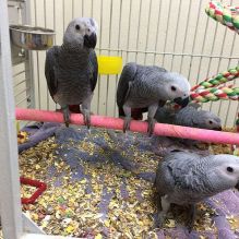 Sweet and lovely African grey parrots for sale text 410 449 0527