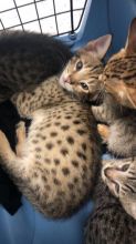 Well Socialized F1 and F2 Savannah Kittens Available text 410 449 0527