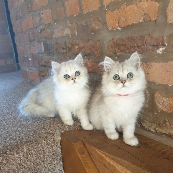 Cute Persian Kittens Currently Available text 410 449 0527 Image eClassifieds4u