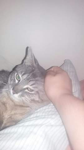 Free loving cat to a good home Image eClassifieds4u