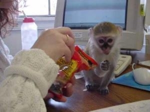 Very healthy Capuchin for you text 832 510 0096 814 347 6991 Image eClassifieds4u