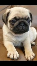 Beautiful Pug puppies for adoption. Call or text @(431) 803-0444