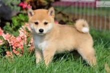 Gorgeous Shiba Inu Puppies available. Call or text @(431) 803-0444
