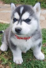 Lovely affection Siberian Husky Puppies. Call or Text @(431) 803-0444