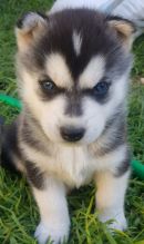 Microchiped Siberian husky puppies. Call or text @(431) 803-0444