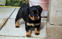 Pure Bred Rottweiler Puppies for adoption. Call or text @(431) 803-0444