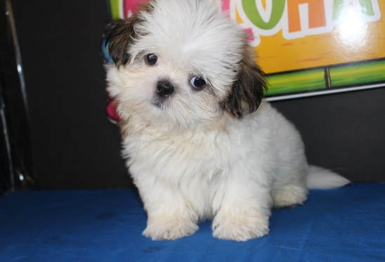 Amazing Shih Tzu Puppies Available. Call or text @(431) 803-0444 Image eClassifieds4u