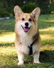 Pembroke Corgi puppies for adoption. Call or text @(431) 803-0444 Image eClassifieds4U