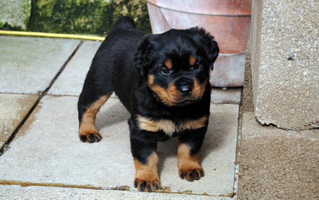 Pure Bred Rottweiler Puppies for adoption. Call or text @(431) 803-0444 Image eClassifieds4u