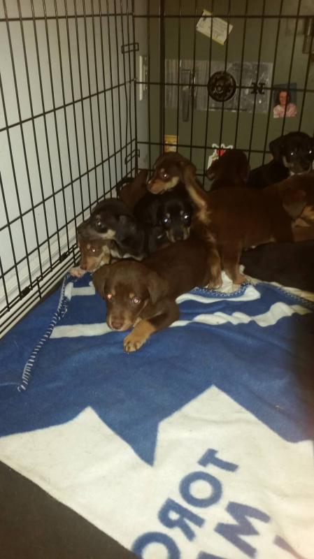 $300 mix breed puppies Image eClassifieds4u