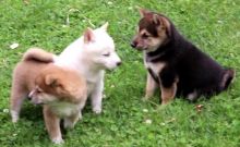 Beautiful Shiba Inu puppies available now