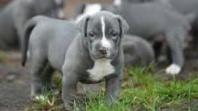 Blue nose American Pitbull terrier pups Available,