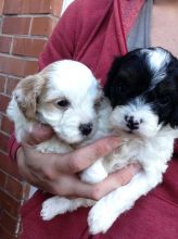 Cavapoo Puppies Available