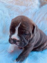 Akc registered English Bulldog puppies text (408)-721-4323